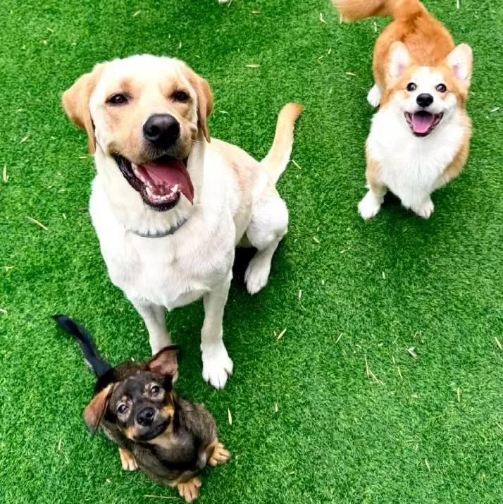 Enhance Outdoor Living with Durable and Safe Pet-Friendly Grass Solutions