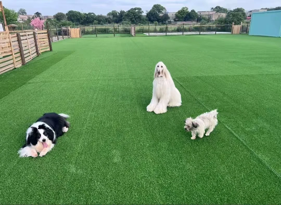 Enhance Outdoor Living with Durable and Safe Pet-Friendly Grass Solutions