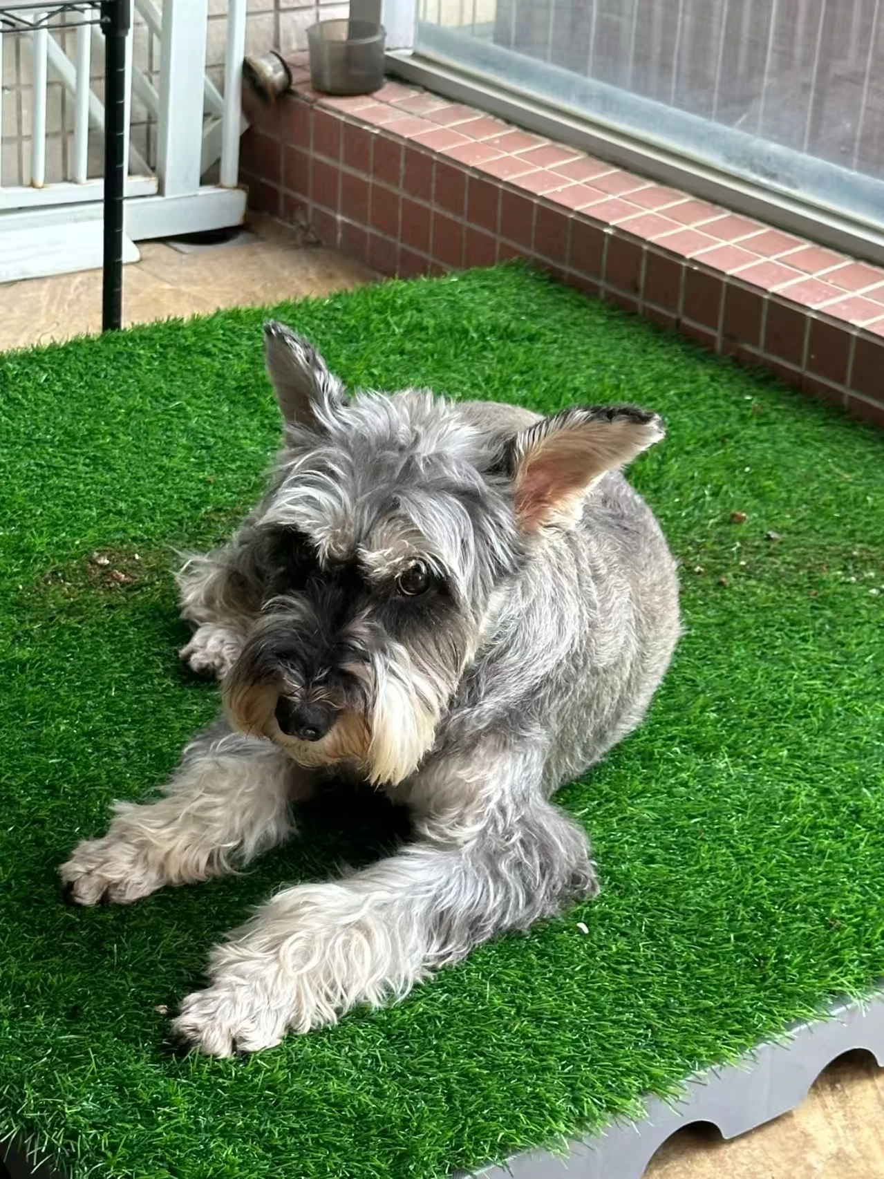Discover Greener Living with Pet-Friendly Synthetic Grass Solutions