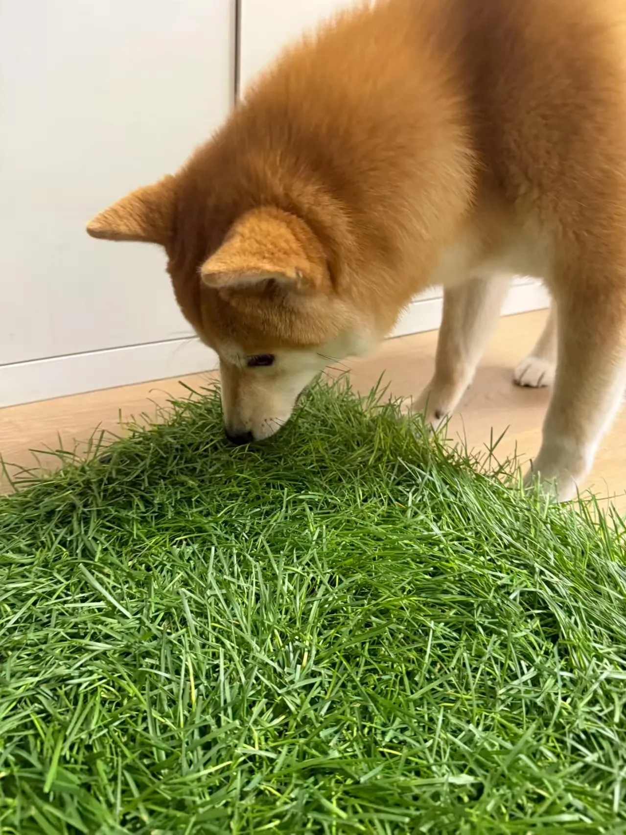 Achieve Clean and Green with Top Dog Friendly Artificial Turf