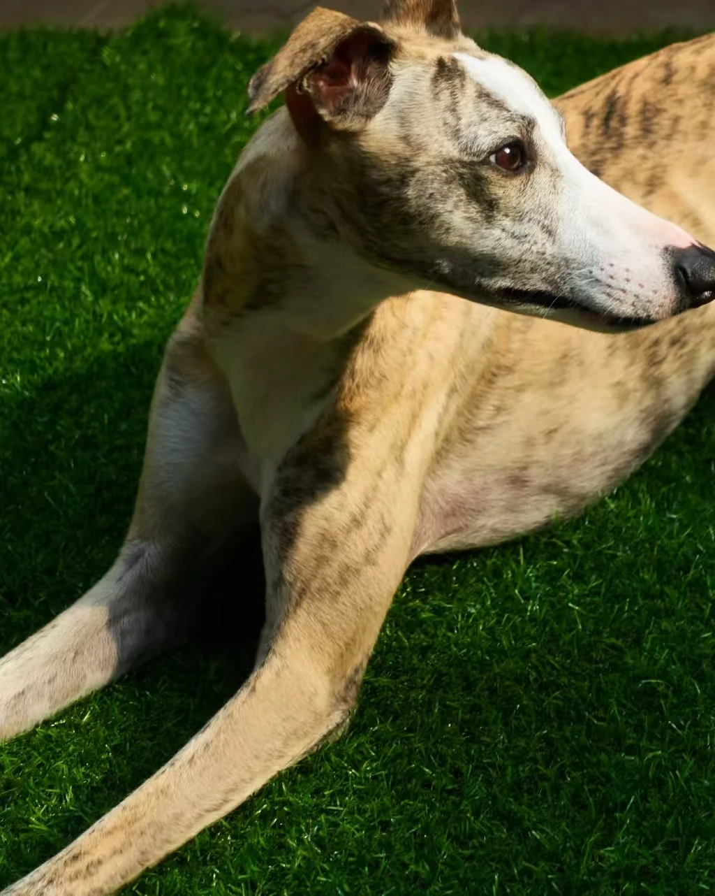 Achieve Clean and Green with Top Dog Friendly Artificial Turf