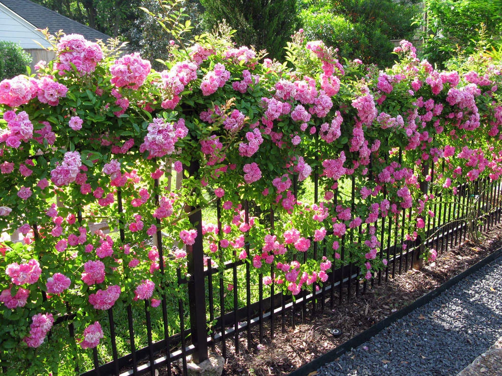 Garden Fencing: Affordable Options for Every Garden