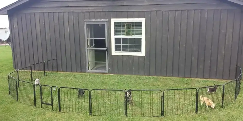 The Best Pet Playpen for Your Furry Friend