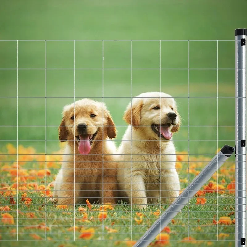 Premium PVC Coated Wire Mesh for Sale | Durable & Weatherproof