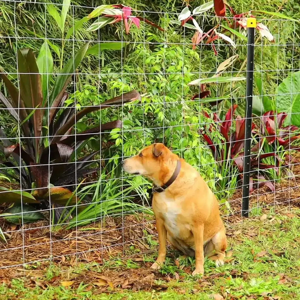 Premium PVC Coated Wire Mesh for Sale | Durable & Weatherproof