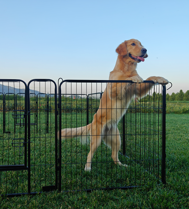 chain link garden gate