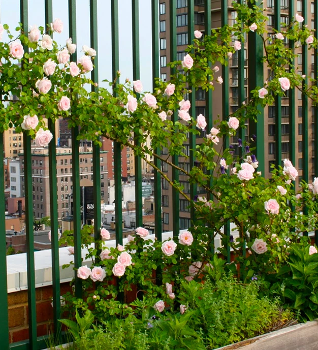 single swing driveway gates for sale