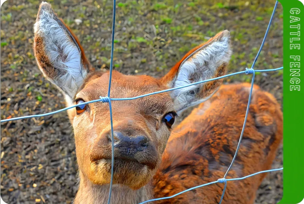 Read More About horse wire fencing for sale