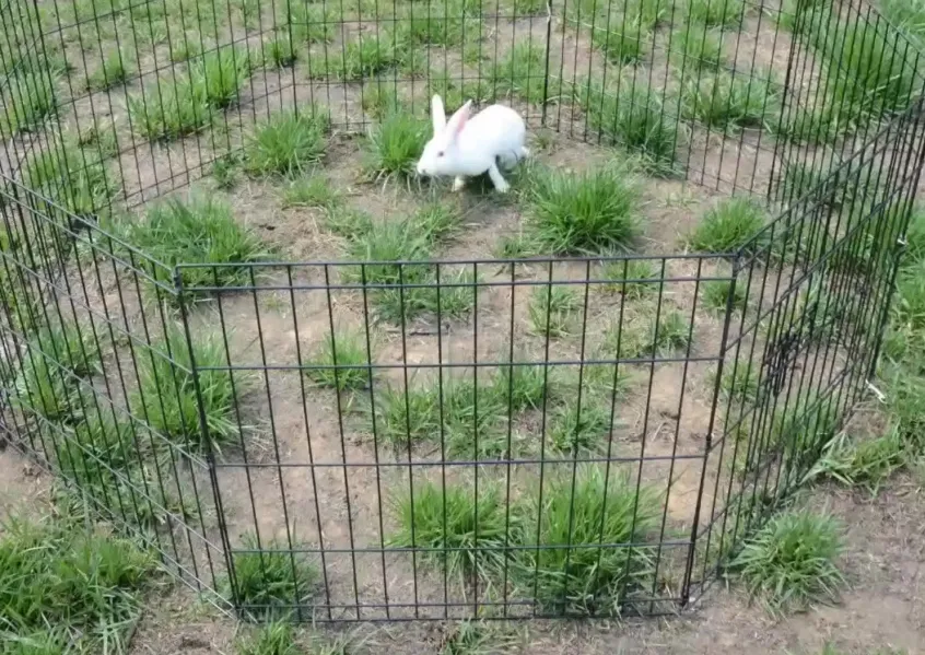 Read More About foldable metal dog playpen