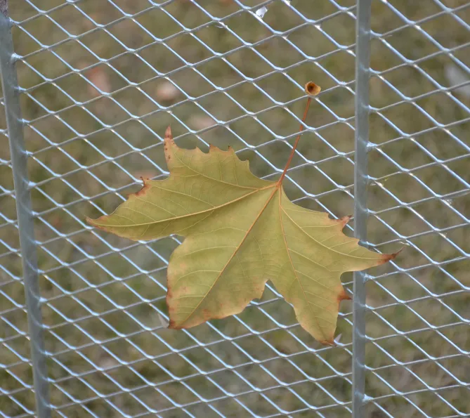 Read More About half circle plant supports