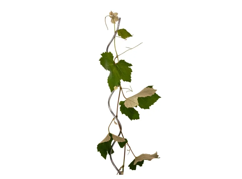 Read More About spiral garden supports