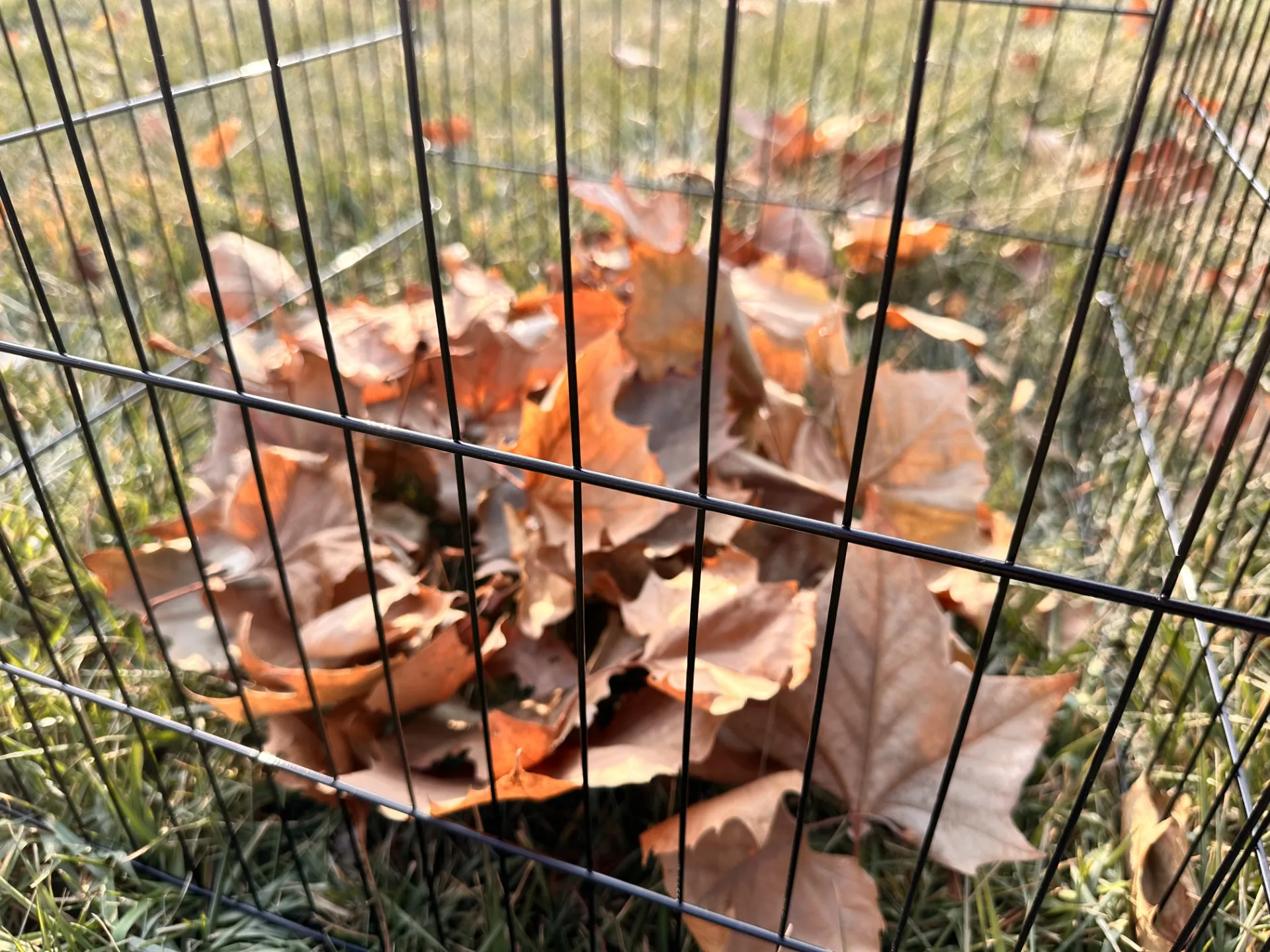 Read More About outdoor dog playpen