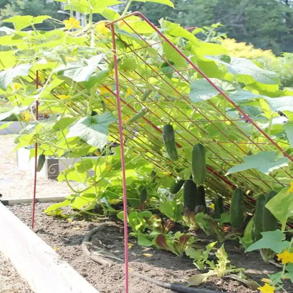 Read More About grape trellis for sale