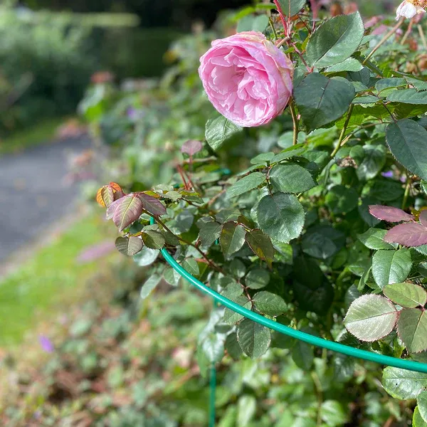 Read More About plant stakes for sale