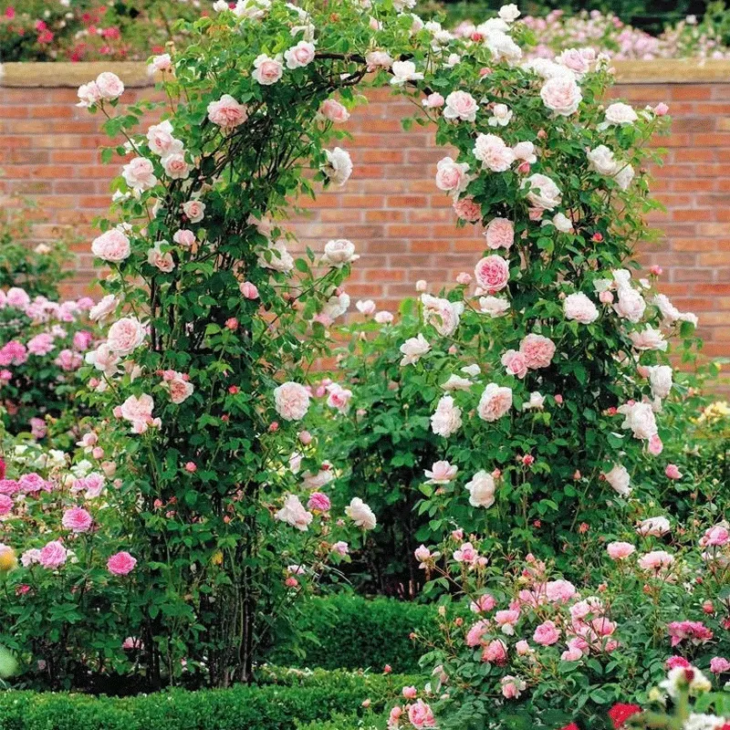 Hot Selling Outdoor Garden Lawn Backyard Metal Various Climbing Plants Arch