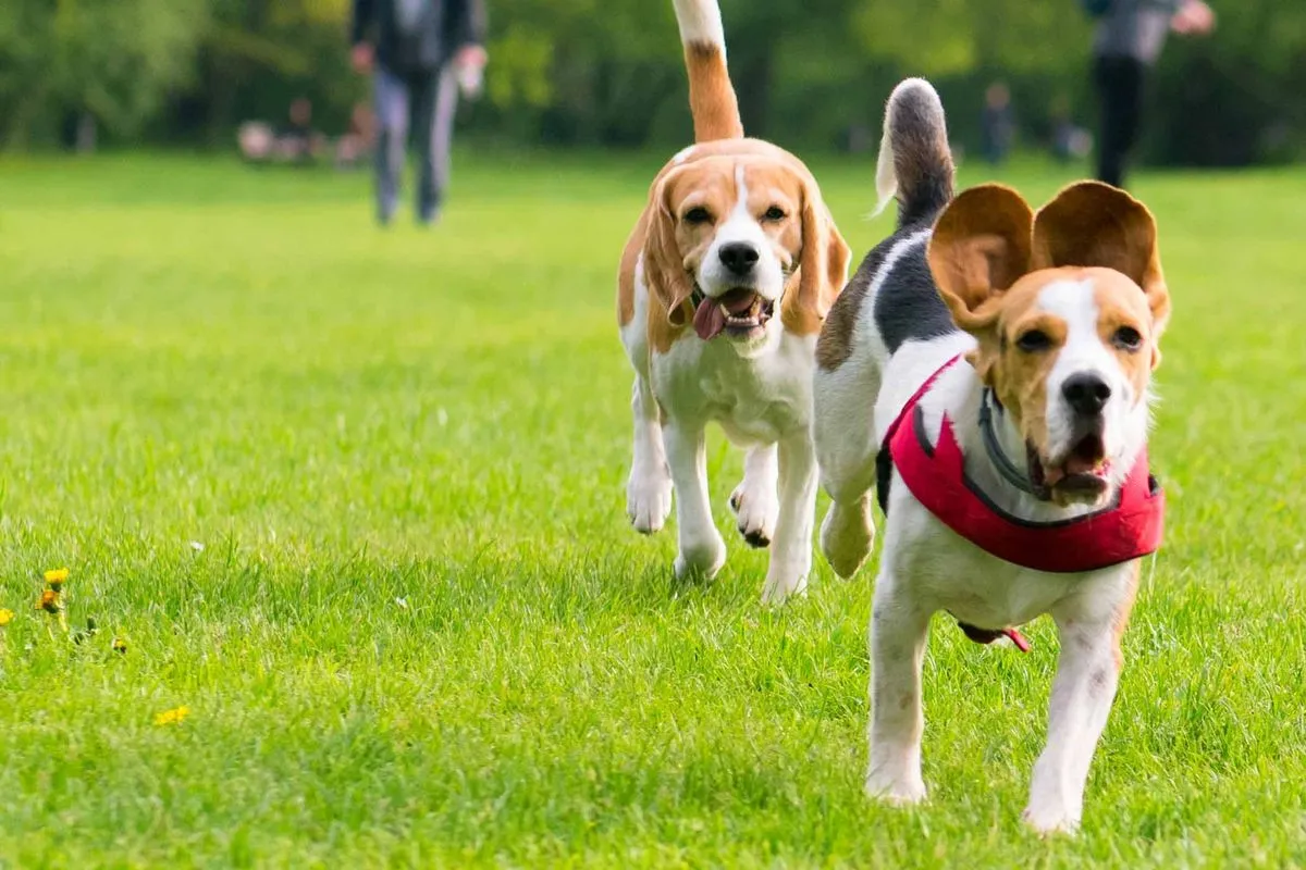 cheap metal raised garden beds