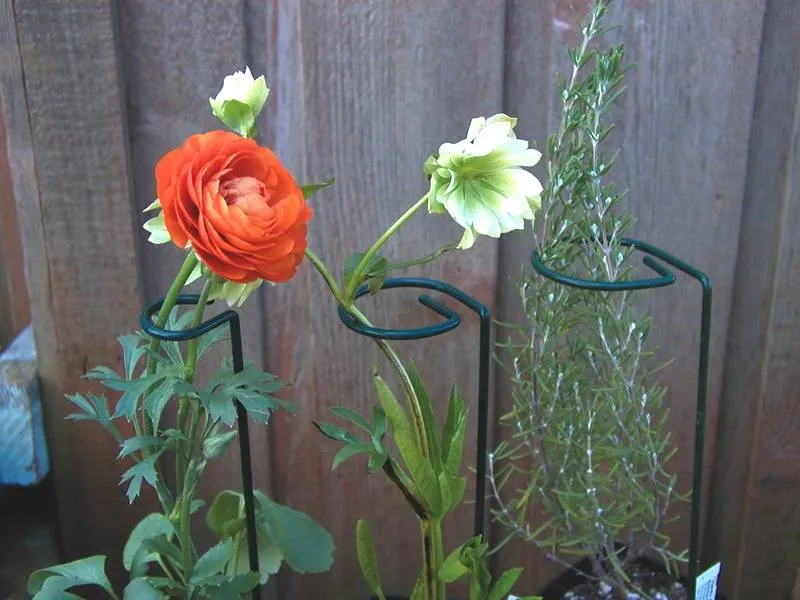 Solid Steel Painted Single Stem Plant Support