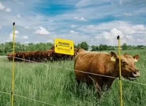 Electric Oval Steel Post With Insulator