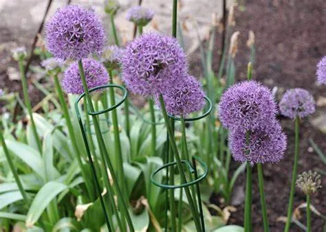 Solid Steel Painted Single Stem Plant Support