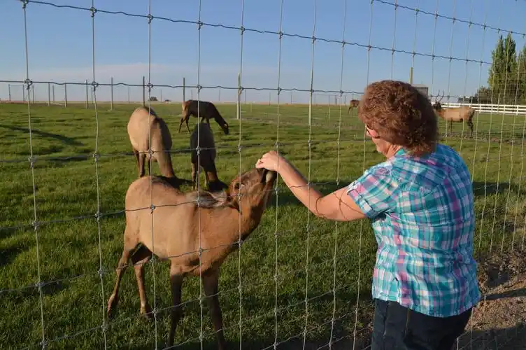 Small Animal Containment Using Wire Garden Fence