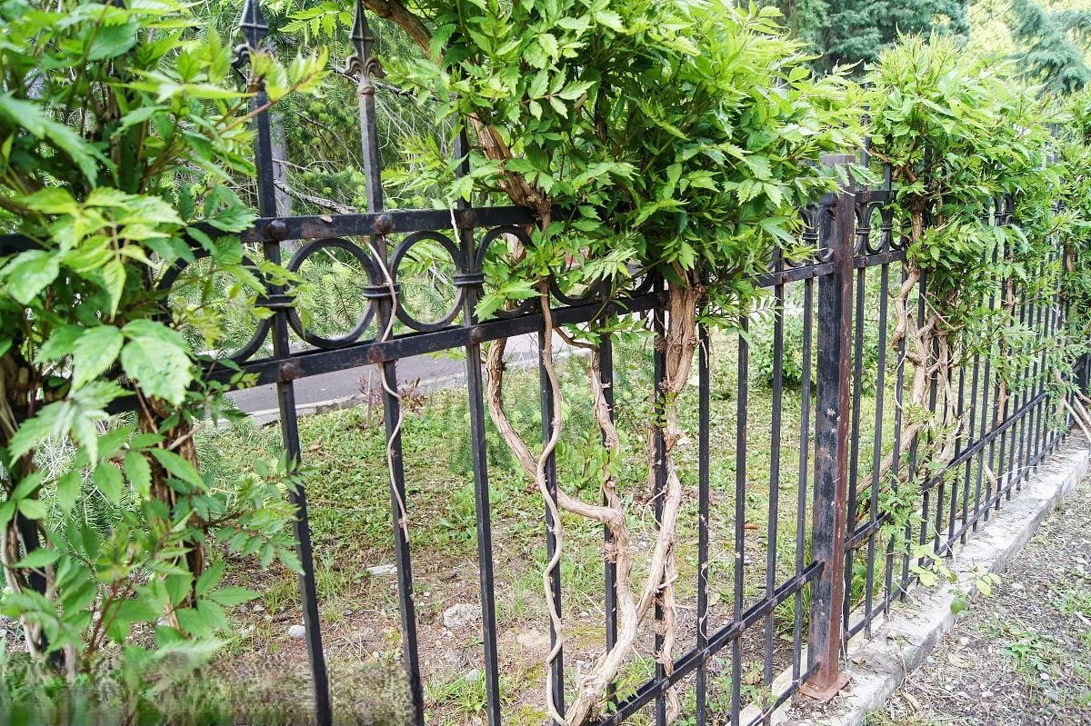 Climbing Plants Perfect for Your Garden Fence​