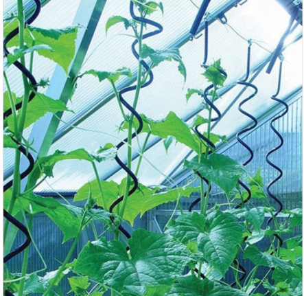 Training Tomatoes on Spiral Tomato Stakes