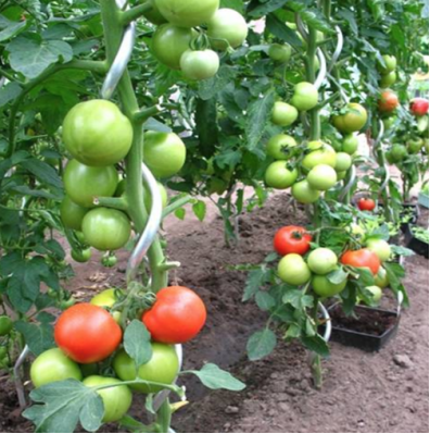Step-by-Step: Using Spiral Tomato Stakes