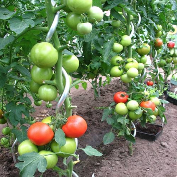 Spiral Tomato Stakes in Small Gardens