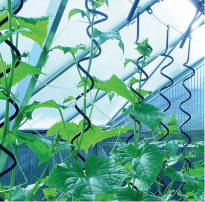 Spiral Tomato Stakes in Small Gardens