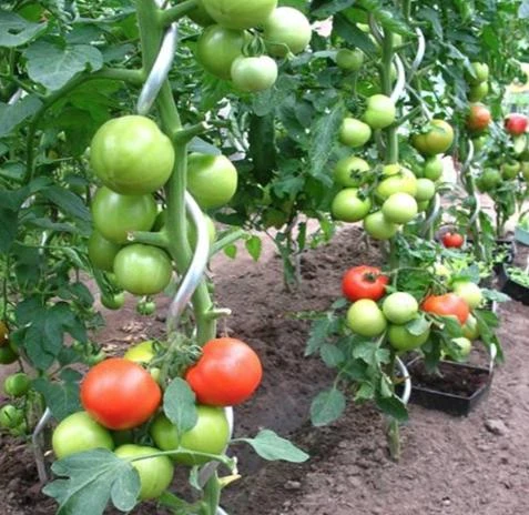 Spiral Stakes for Strong Tomato Support