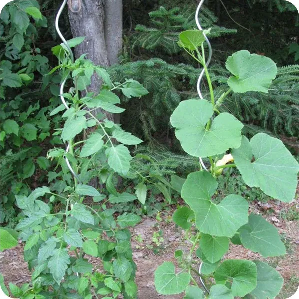 spiral tomato stakes