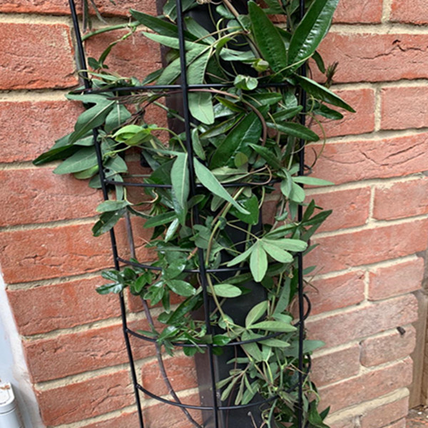 Durable Metal Semi Circular Trellis for Plant Support & Protection