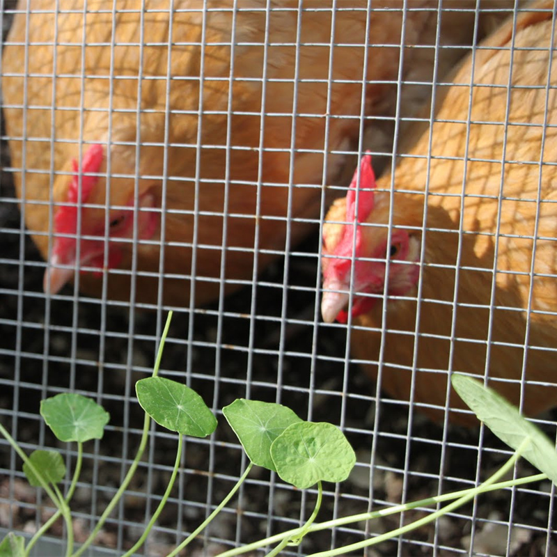 Galvanized Welded Wire Mesh Rolls - Strong, Rustproof