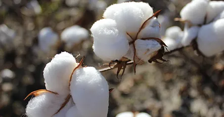 cotton poplin fabric by the yard cotton poplin fabric by the yard