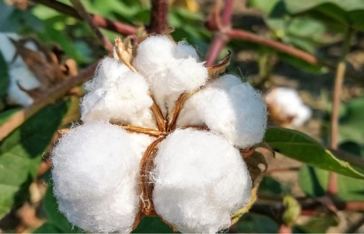 Understanding Different Types of Cellulose