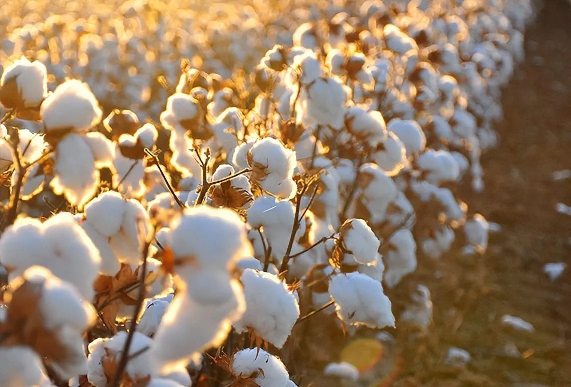 Unlocking the Power of Cellulose: Types, Modifications, and Practical Applications