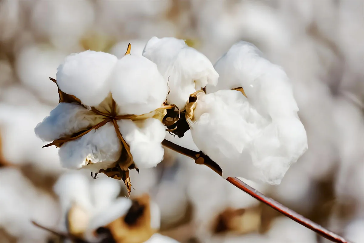 Low Substitution - Hydroxypropyl Cellulose