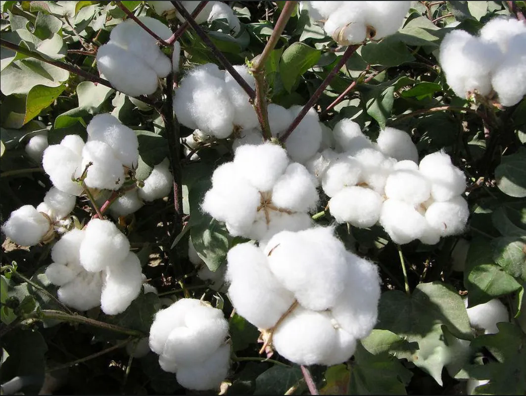 what is the cellulose what is the cellulose