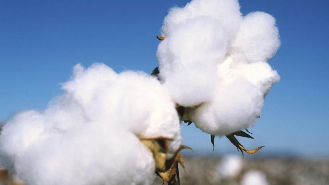 The Role of Cellulose in Modern Packaging and Industry