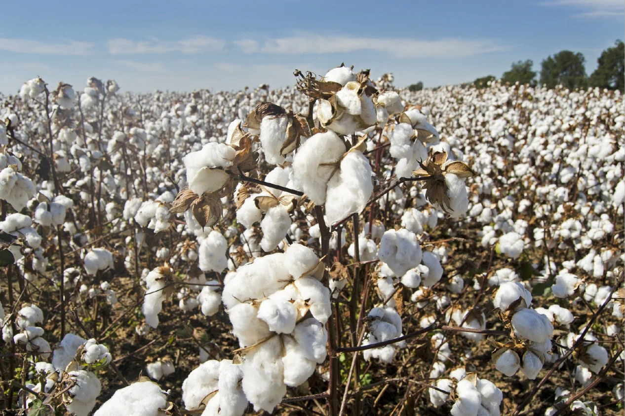 Innovative Uses of Cellulose in Modern Industry