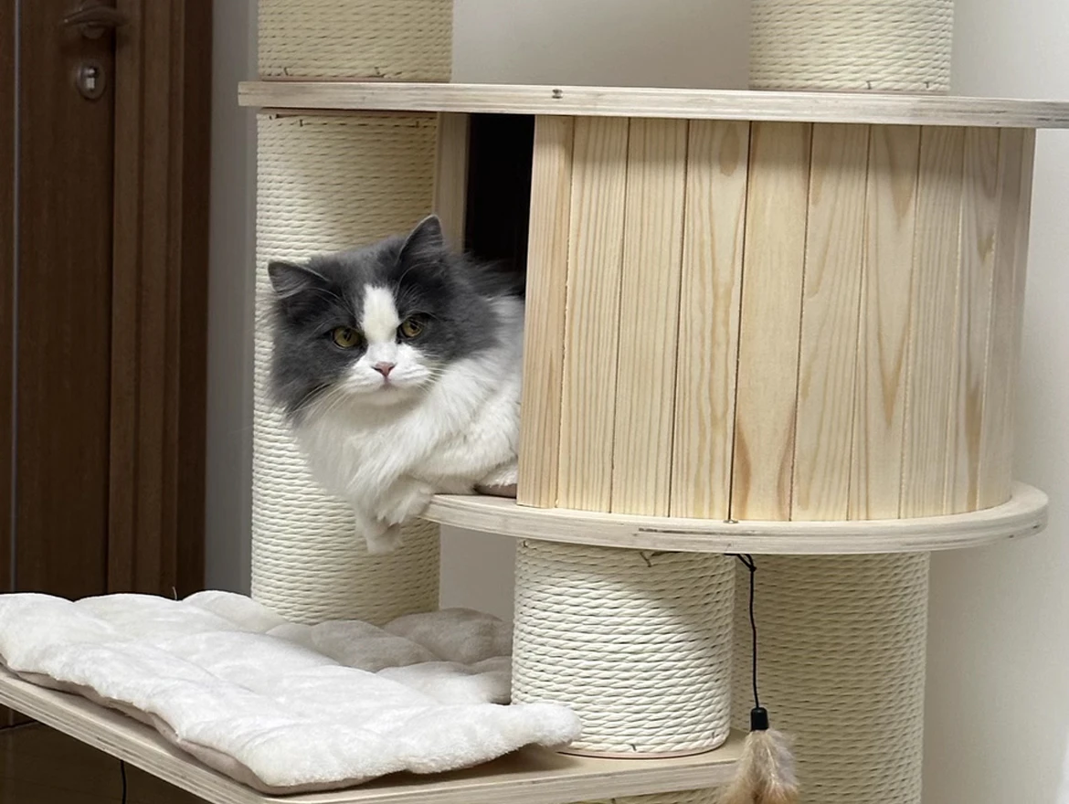 Elevate Your Cat’s Comfort with Luxurious Cat Trees