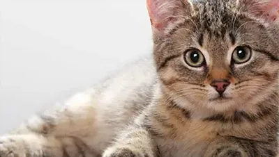 pet supply manufacturers