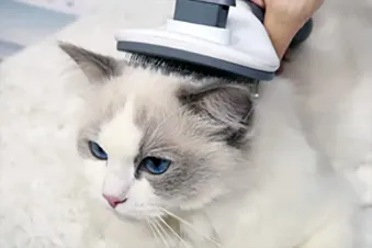 wholesale cat products