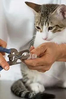 wholesale cat products