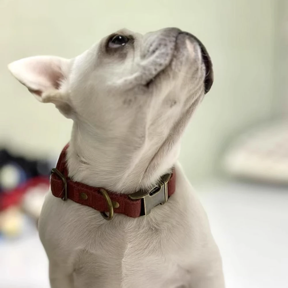 Soft Padded Nylon Adjustable Dog Collar with Metal Buckle