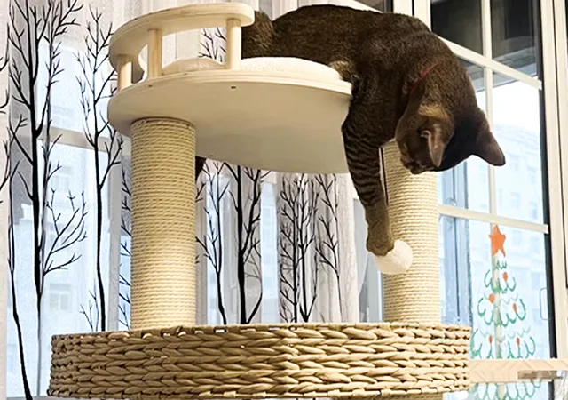 Cat Tree Tower