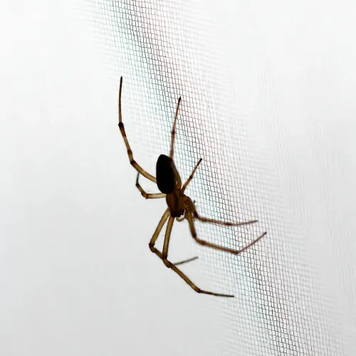 Dome Hanging Mosquito Net