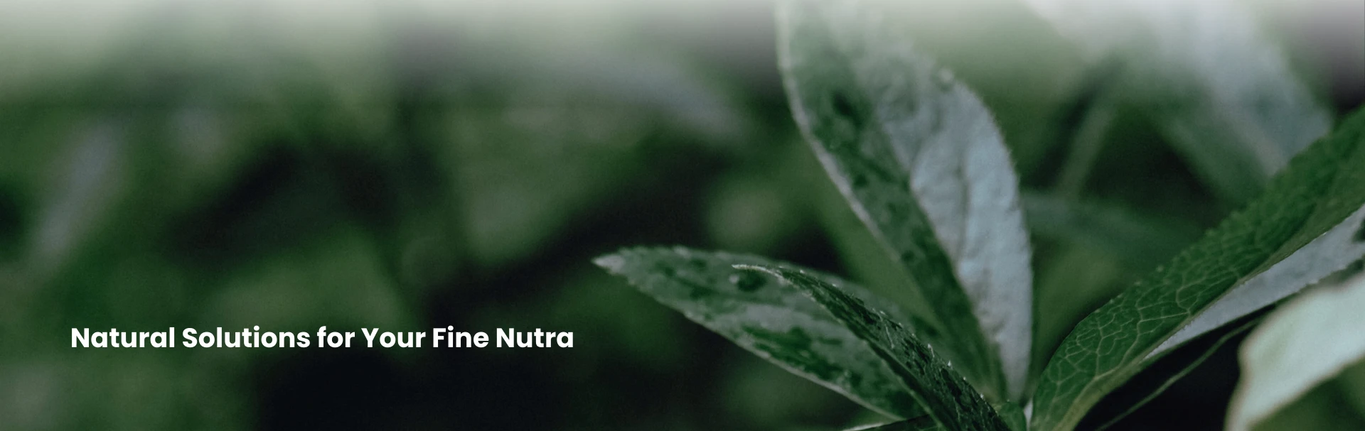 nutraceutical raw material suppliers