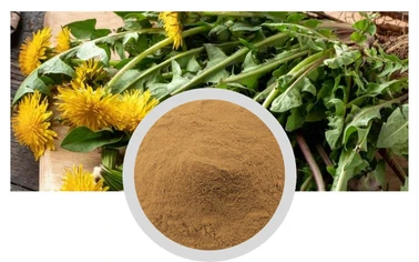 Dandelion Extract Powder Flavonoids Solvent Extraction Natural Plant Extract