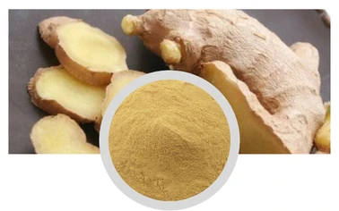 Ginger Extract Powder Gingerols 5% Chinese Traditional Herbal Extract Water Soluble